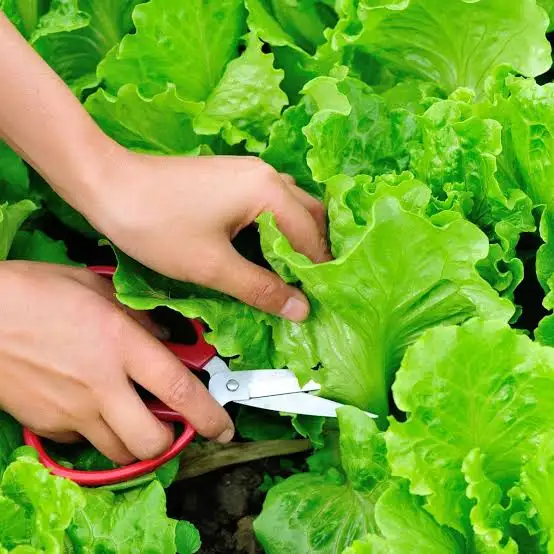 Lettuce